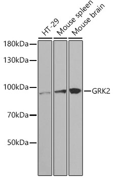 [KO Validated] GRK2 Rabbit polyclonal antibody