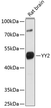 YY2 Rabbit polyclonal antibody