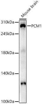 PCM1 Rabbit polyclonal antibody