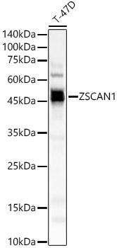 ZSCAN1 Rabbit polyclonal antibody