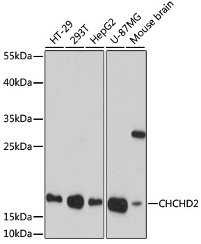 [KO Validated] CHCHD2 Rabbit polyclonal antibody