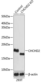 [KO Validated] CHCHD2 Rabbit polyclonal antibody