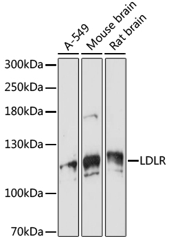 VPS18 Rabbit polyclonal antibody