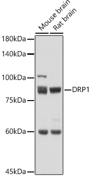 DRP1 Rabbit polyclonal antibody