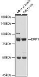Western blot - DRP1 Rabbit pAb (A16661)