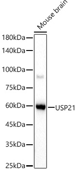 USP21 Rabbit polyclonal antibody