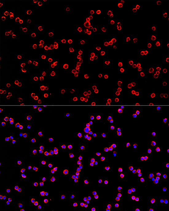 USP21 Rabbit polyclonal antibody
