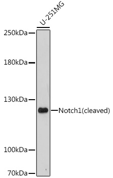 Notch1 Rabbit polyclonal antibody