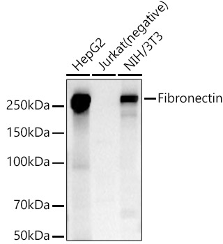 Fibronectin Rabbit polyclonal antibody
