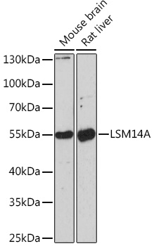 LSM14A Rabbit polyclonal antibody