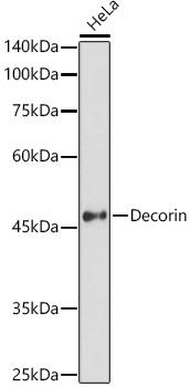 Decorin Rabbit polyclonal antibody