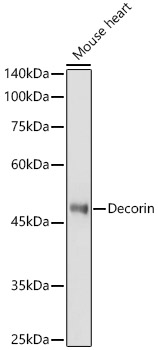 Decorin Rabbit polyclonal antibody