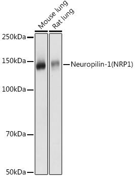Neuropilin-1 (NRP1) Rabbit polyclonal antibody