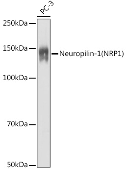 Neuropilin-1 (NRP1) Rabbit polyclonal antibody