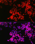 Western blot - Neuropilin-1 (NRP1) Rabbit pAb (A16697)