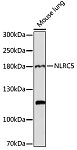 Western blot - NLRC5 Rabbit pAb (A16710)