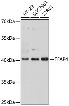[KO Validated] TFAP4 Rabbit polyclonal antibody