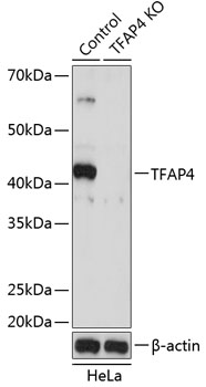 [KO Validated] TFAP4 Rabbit polyclonal antibody