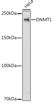 [KD Validated] DNMT1 Rabbit polyclonal antibody