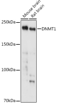 [KD Validated] DNMT1 Rabbit polyclonal antibody