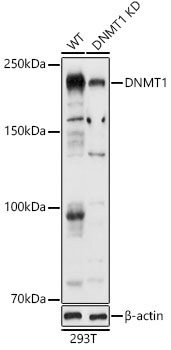 [KD Validated] DNMT1 Rabbit polyclonal antibody