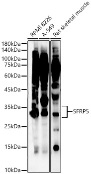 SFRP5 Rabbit polyclonal antibody