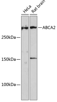 ABCA2 Rabbit polyclonal antibody