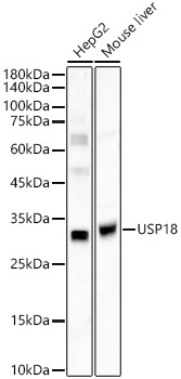 USP18 Rabbit polyclonal antibody