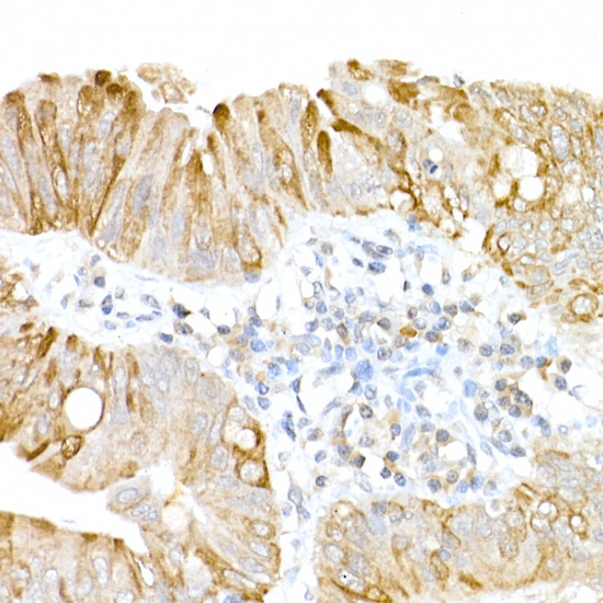 USP18 Rabbit polyclonal antibody