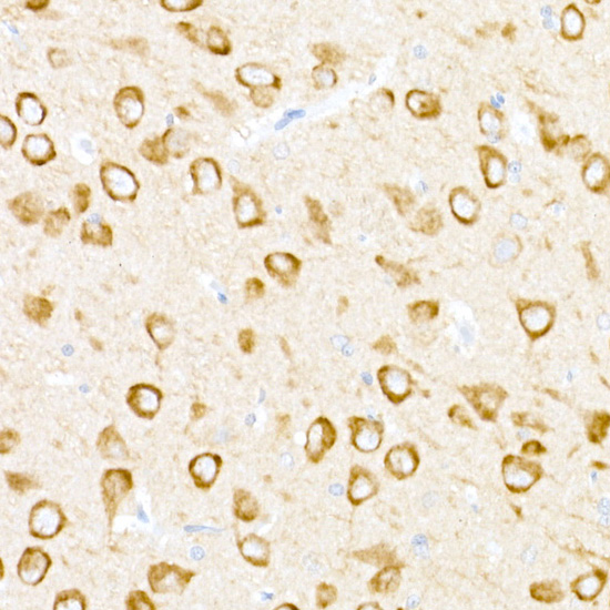 USP18 Rabbit polyclonal antibody