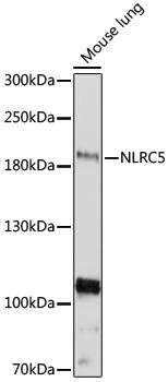 NLRC5 Rabbit pAb