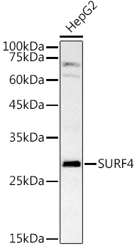 SURF4 Rabbit polyclonal antibody