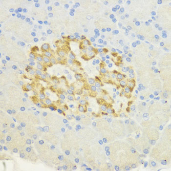 SURF4 Rabbit polyclonal antibody