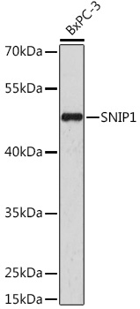 SNIP1 Rabbit polyclonal antibody