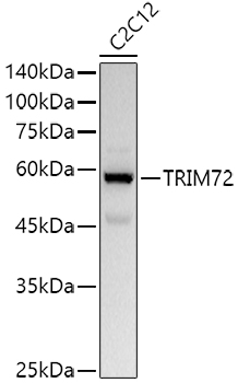 TRIM72 Rabbit polyclonal antibody