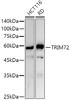 TRIM72 Rabbit polyclonal antibody
