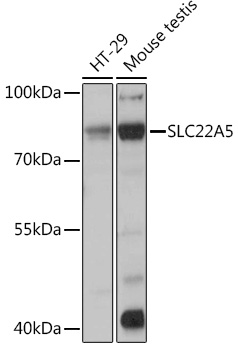 SLC22A5 Rabbit polyclonal antibody