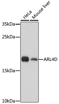 ARL4D Rabbit polyclonal antibody