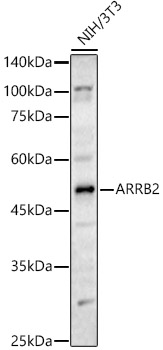 ARRB2 Rabbit polyclonal antibody