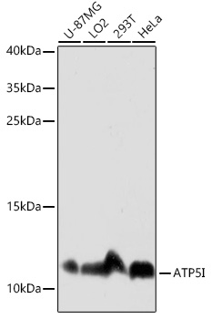 ATP5I Rabbit polyclonal antibody
