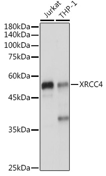 XRCC4 Rabbit polyclonal antibody