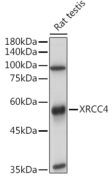 XRCC4 Rabbit polyclonal antibody