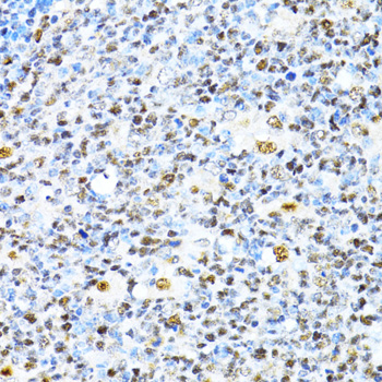XRCC4 Rabbit polyclonal antibody