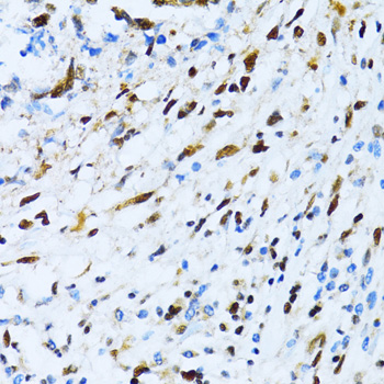 XRCC4 Rabbit polyclonal antibody