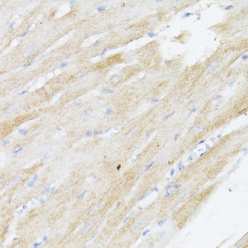 BMPR2 Rabbit polyclonal antibody
