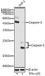 Western blot - Caspase-1 Rabbit pAb (A16792)