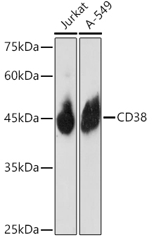 CD38 Rabbit polyclonal antibody