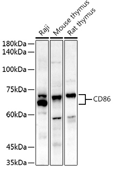 CD86 Rabbit polyclonal antibody