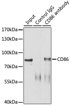 CD86 Rabbit polyclonal antibody