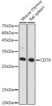CD70 Rabbit polyclonal antibody